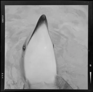 Dolphin at Marineland, Napier