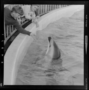 Dolphins at Marineland, Napier