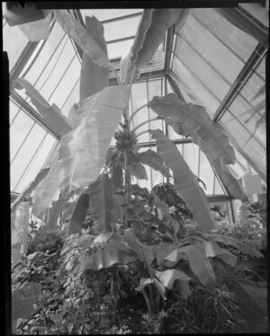 Gibbes Watson conservatory, Myrtle Street, Lower Hutt