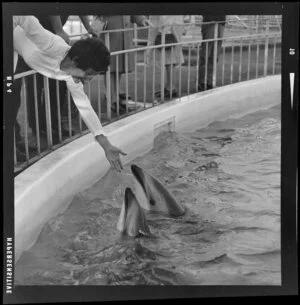 Dolphins at Marineland, Napier