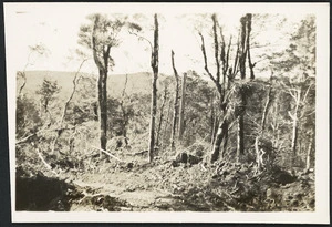 Akatarawa Company logging site