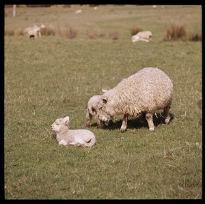 New Zealand (Wellington)