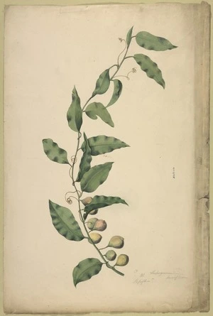 [Artist unknown] :Kohia. Passiflora? Parviflorum. [No.] 41.