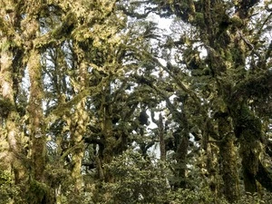 Views of bush in Stokes Valley and Upper Hutt