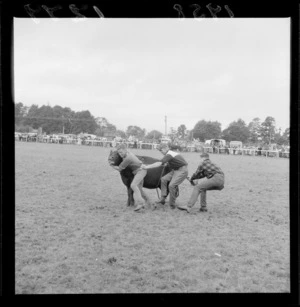 Unidentified men grappling with a small bull at the Raetihi rodeo