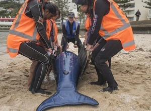 Project Jonah whale rescue training, Wellington