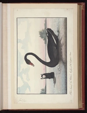 Raper, George, 1769-1797: Black Swan of New Holland, the size of the European Swan [Black swan (Cygnus atratus)]