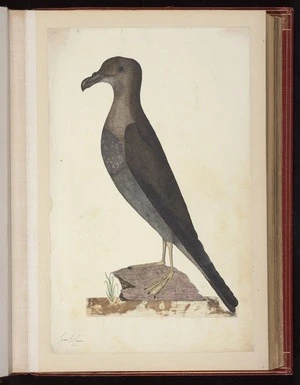 Raper, George, 1769-1797: [Providence petrel (Pterodroma solandri)]