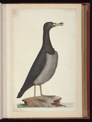 Raper, George, 1769-1797: [Flesh-footed shearwater (Ardenna carneipes)]