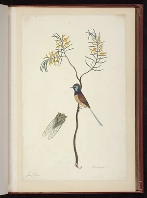 Raper, George, 1769-1797: Brabejum? [Variegated fairywren (Malurus lamberti), and Green grocer cicada (Cyclochila australasiae)]