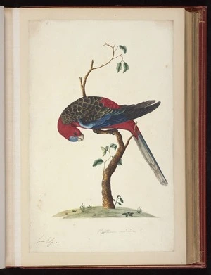 Raper, George, 1769-1797: Psittacus eximius? [Eastern rosella (Platycercus eximus)]