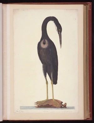 Raper, George, 1769-1797: Ardea 2 1/4 less Nat[ura]l Size [Pacific reef heron (Egretta sacra)]
