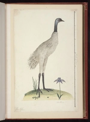 Raper, George, 1769-1797: Arethusa? [Emu (Dromaius novaehollandiae)]