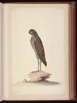 Raper, George, 1769-1797: [Buff-banded rail (Gallirallus philippensis)]