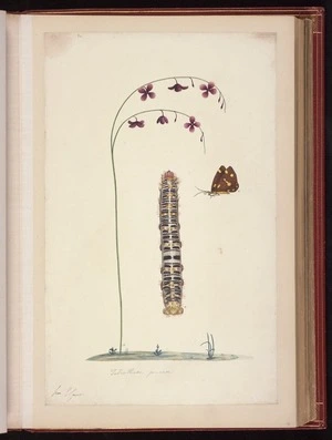 Raper, George, 1769-1797: Tetrathera juncea [Magpie moth (Nyctemera amicus), caterpillar of batwing moth (Chelepteryx collesi), and flowering plant]