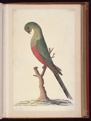 Raper, George, 1769-1797: [Australian king parrot (Alisterus scapularis)]
