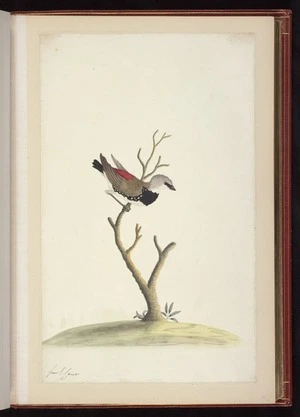 Raper, George, 1769-1797: [Diamond firetail (Stagonopleura guttata)]