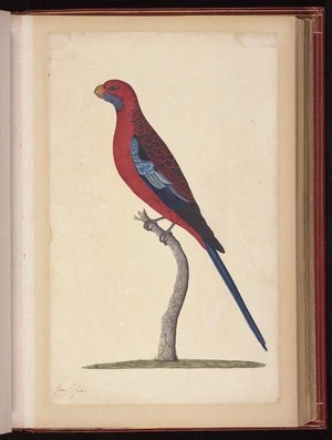 Raper, George, 1769-1797: [Crimson rosella (Platycercus elegans)]