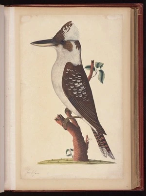 Raper, George, 1769-1797: [Laughing kookaburra (Dacelo novaeguineae)]
