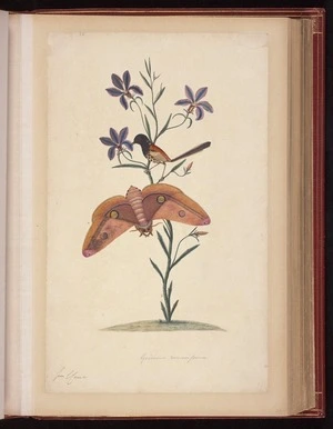 Raper, George, 1769-1797: Goodenia ramosissima [Red-backed fairywren (Malurus melanocephalus), Purple fan-flower (Scaevola ramosissima), Emperor gum moth (Opodiphthera eucalypti)]