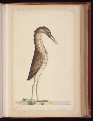 Raper, George, 1769-1797: Ardea [Australasian bittern (Botaurus poiciloptilus)] 2/4 less Nat[ura]l Size