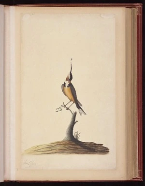 Raper, George, 1769-1797: [Eastern spinebill (Acanthorhynchus tenuirostris)]