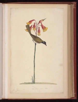 Raper, George, 1769-1797: New genus near Aloe [White-naped honeyeater (Melithreptus lunatus)]
