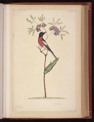 Raper, George, 1769-1797: Melalenea [Flame robin (Petroica phoenicea), and Double-headed hawk moth caterpillar (Coequosa triangularis)]