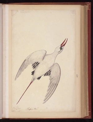 Raper, George, 1769-1797: Tropic bird [Phaethon rubricauda] 2 1/4 less N[atura]l Size