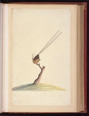 Raper, George, 1769-1797: [Southern emu-wren (Stipiturus malachurus)]