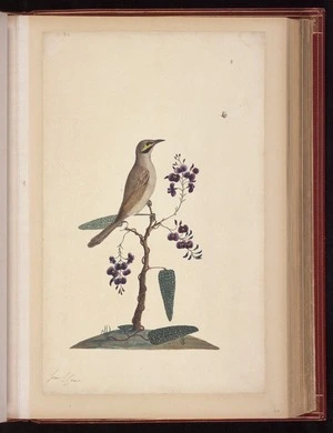 Raper, George, 1769-1797: [Yellow-faced honeyeater (Caligavis chrysops)]