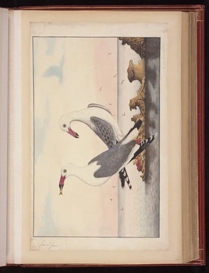 Raper, George, 1769-1797: [Silver gull (Chroicocephalus novaehollandiae)] 2/4 Less than N[atura]l S[ize]