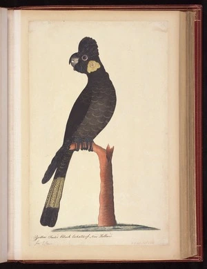 Raper, George, 1769-1797: Yellow Tailed Black Cockatoo of New Holland. 2 1/3 less Nat[ura]l Size [Yellow-tailed black cockatoo (Calyptorhynchus funereus)]