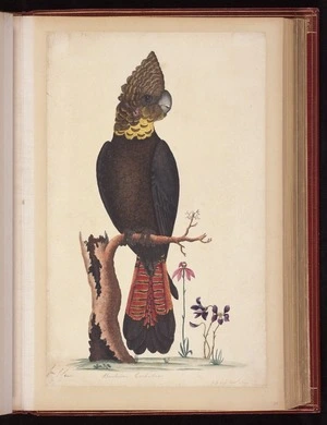 Raper, George, 1769-1797: Banksian Cockatoo. 1 1/3 less Nat[ura]l Size. [Red-tailed black cockatoo (Calyptorhynchus banksii)]