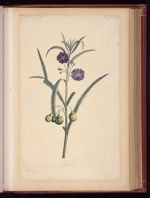 Raper, George, 1769-1797: Solanum [Kangaroo apple (Solanum aviculare)]