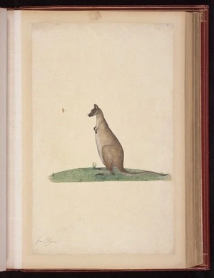 Raper, George, 1769-1797: [Swamp wallaby (Wallabia bicolor)]