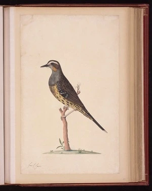 Raper, George, 1769-1797: [Spotted quail-thrush (cinclosoma punctatum)]