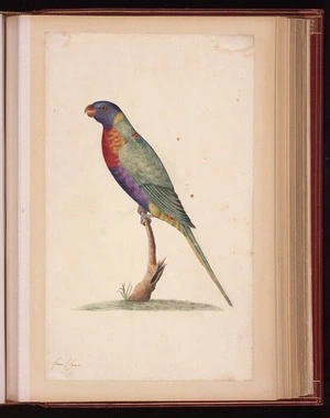 Raper, George, 1769-1797: [Rainbow lorikeet (Trichoglossus moluccanus)]