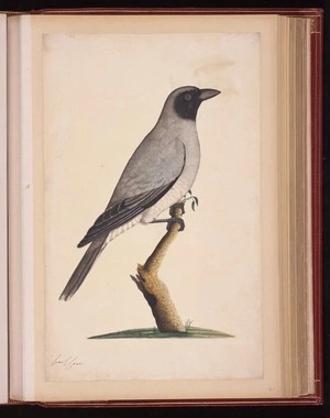 Raper, George, 1769-1797: [Black-faced cuckooshrike (Coracina novaehollandiae)]