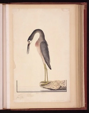Raper, George, 1769-1797: [White-faced heron (Egretta novaehollandiae)] 2/3 Less Natural Size
