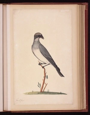 Raper, George, 1769-1797: [Black-faced cuckooshrike (Coracina novaehollandiae)]
