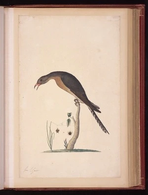 Raper, George, 1769-1797: [Fan-tailed cuckoo (Cacomantis flabelliformis) and Jewel spider (Austracantha minax)]