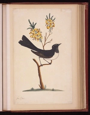 Raper, George, 1769-1797: [Willie wagtail (Rhipidura leucophrys)]