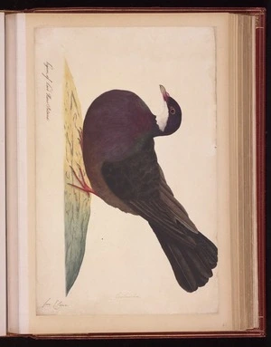 Raper, George, 1769-1797: Pigeon of Lord Howe Island. Columba [Lord Howe pigeon (Columba vitiensis godmanae)]