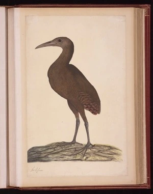 Raper, George, 1769-1797: [Lord Howe woodhen (Gallirallus sylvestris)]