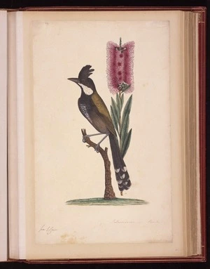 Raper, George, 1769-1797: Metrosideros - Banks [Crimson bottlebrush (Melaleuca citrina) and Eastern whipbird (Psophodes olivaceus)]