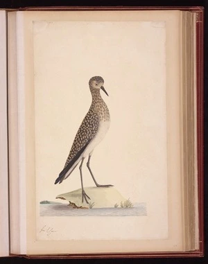 Raper, George, 1769-1797: [Pacific Golden plover (Pluvialis fulva)]