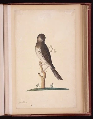 Raper, George, 1769-1797: [Bassian thrush (Zoothera lunulata)]
