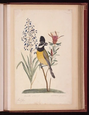 Raper, George, 1769-1797: [Crested shriketit (Falcunculus frontatus)]. Dianella of Lamarck. Salisburia pungens