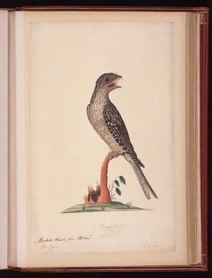 Raper, George, 1769-1797: Musketo Hawk, New Holland. Caprimulgus. 5 1/8 less Nat[ura]l Size [Tawny frogmouth (Podargus strigoides)]